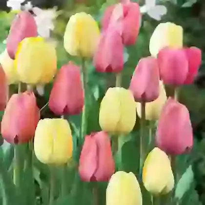 Two-Tone Mixture